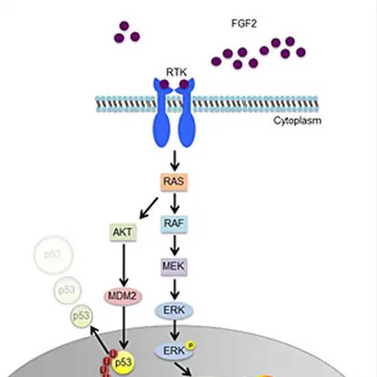 fibroblast growth factor; (fgf2)
